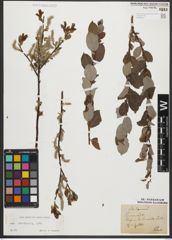 Foto von Salix starkeana Willd.